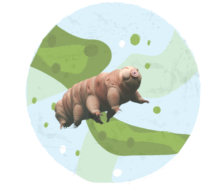 Les tardigrades et leurs aventures dans l’espace